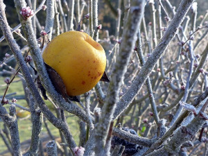 Од злата јабука