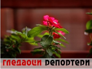 Гледаоци репортери (4. август 2022)