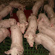 У експерименту на свињама, научници успели да продуже функције ћелија после смрти животиња