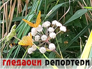 Гледаоци репортери (9. август 2022)