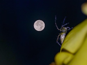 Скоче па дремну – како и о чему пауци сањају