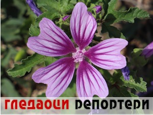 Гледаоци репортери (15. август 2022)