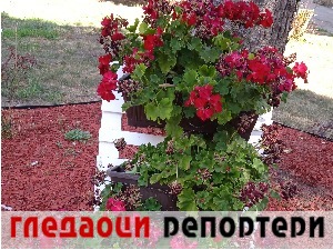 Гледаоци репортери (19. август 2022)