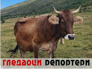 Гледаоци репортери (21. август 2022)