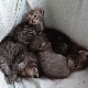 Рођено маче са два лица, колике су му шансе да преживи