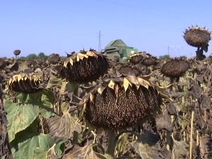 Жетва сунцокрета почела, па стала – приноси су слаби, шта ће бити са ценом