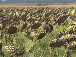 Сунцокрет - украјинска поља, српске улице