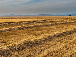 Агроаналитичар: Ратарски усеви највише погођени сушом, млека ће бити довољно