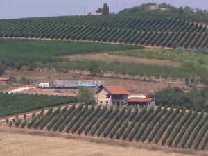 Топола као српска Тоскана, како је Европа спасила воћаре