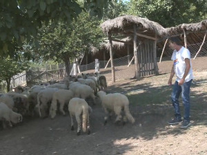 Како је докторка стоматологије због љубави постала пастирица у борском селу Злот