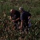 Производња сирка у Северном Банату