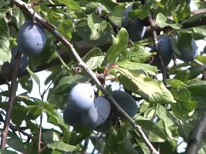  Проблеми са откупом шљива у прокупачком крају