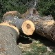 Сезона за шумокрадице, пустоше и државне и приватне шуме – Београд био црна тачка