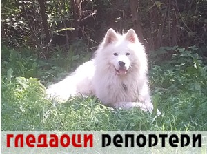 Гледаоци репортери (10. септембар 2022)