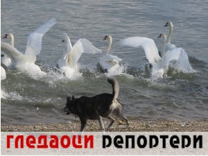 Гледаоци репортери (14. септембар 2022)