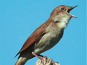 Птице као инспирација