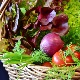 Нанопластика на врху ланца исхране – да ли треба да бринемо