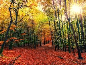  1001 Траг - Јесен стиже дуњо моја - Звонко Богдан 