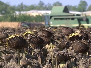 Сунцокрет добро родио - уља ће бити готово двоструко више од потреба домаћег тржишта