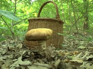 Шуме пуне печурака, ако нисте добар познавалац немојте их јести
