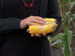 Суша десетковала род кукуруза, а сада учестале кише донеле и болести