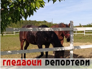 Гледаоци репортери (8. октобар 2022)