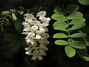  1001 Траг - Кад је цвето багрем бели - Зорица Минић 