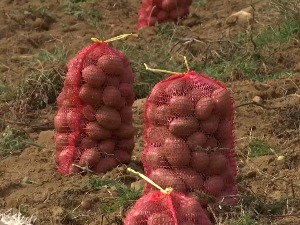 У Горњој Жупи кромпир добро родио, моба за сакупљање