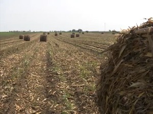 Зашто Србија не користи довољно биомасу као енергент?