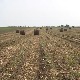 Зашто Србија не користи довољно биомасу као енергент?