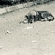 Трагови крви убијених паса на улицама Смедеревске Паланке – какве су казне за злостављаче животиња