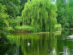  1001 Траг - Ој мори врбо зелена - Живка Ђурић 