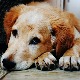 Ноћна мора за власнике паса – дијареја код љубимца, може се лечити и кућним методама