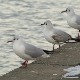 Галебови и морски и домаћи прелећу Београд у коме и живе