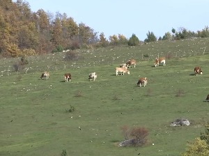 Михољско лето на Пештерској висоравни