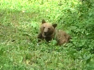 Како изгледа Тара из перспективе једног медведа