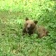 Како изгледа Тара из перспективе једног медведа