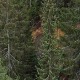 Сасвим природно-Ледена лепотица Панчићева оморика