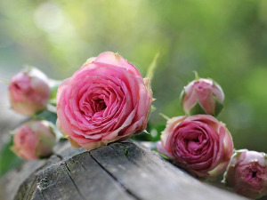  1001 Траг - Прид пенџером процветала ружа - Гордана Којадиновић 