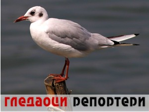 Гледаоци репортери (7. новембар 2022)