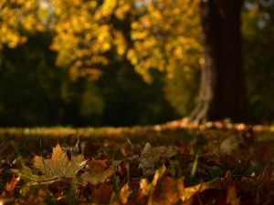  1001 Траг - Јесен стиже дуњо моја јесен рана - Милан Прунић 