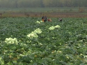  Средњи Банат: Упркос добром роду и цени све мање произвођача купуса у Тарашу