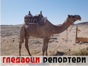 Гледаоци репортери (10. новембар 2022)