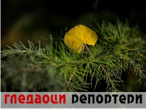 Гледаоци репортери (11. новембар 2022)
