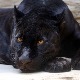 Наставља се потрага за црним пантером, ангажован дрон са термовизијском камером