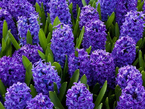  1001 Траг - У башти ми зумбул цвета - Анђелија Милић 