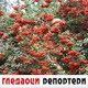 Гледаоци репортери (19. новембар 2022)