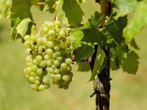  1001 Траг - Ај, берем грожђе - Јасна Кочијашевић 