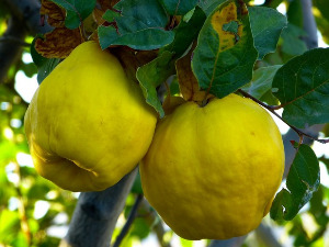  1001 Траг - Дуњо моја - Радиша Урошевић 