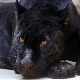 Ловци претражују околину Фекетића због снимка на којем је наводно црни пантер 